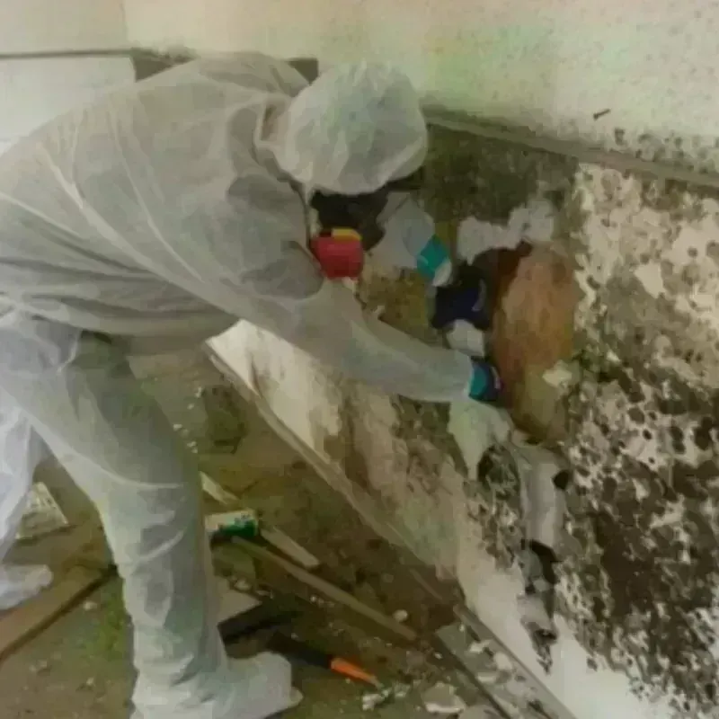 Mold Remediation and Removal in Banks County, GA